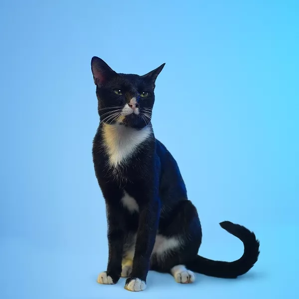 Abang adalah penghilang stres di SATUVISION